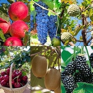 6 Types Mix Fruit Seeds for Planting Outdoor-100 Grape &100 Apple & 100 Kiwi & 10 Cherimoya &10 Mulberry & 20 Cherry Seeds Non-GMO Heirloom Fruit Seeds Sweet and Delicious