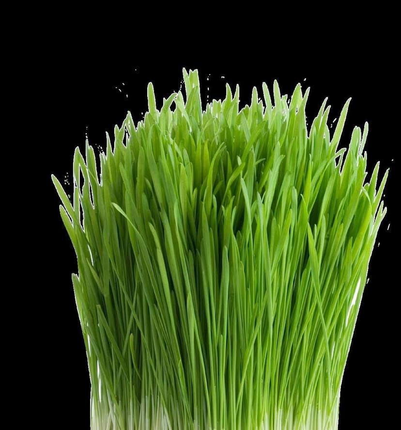 Nature Jims Sprouts Wheatgrass Seeds - 100% Organic Wheat Grass Seed for Sprouting - Cat Grass Planter Seeds, Rich in Vitamins, Fiber and Minerals - Non-GMO, Healthy Wheatgrass Sprout Growing Seed