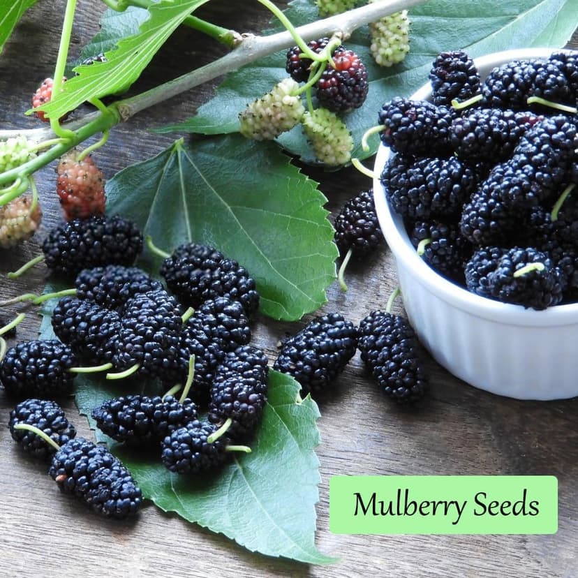 1200+ Mix Fruit Seeds, Berry Seeds - 6 Variety Non-GMO Heirloom Organic, Include Strawberry Seeds, Raspberry Seeds, Mulberry Seeds, Cranberry Seeds, Cherry Seeds, Blueberry Seeds