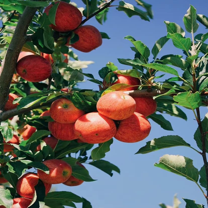 6 Types Mix Fruit Seeds for Planting Outdoor-100 Grape &100 Apple & 100 Kiwi & 10 Cherimoya &10 Mulberry & 20 Cherry Seeds Non-GMO Heirloom Fruit Seeds Sweet and Delicious