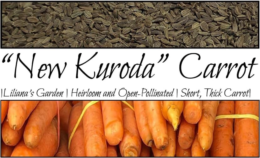 “New Kuroda” Carrot Seeds – Fast-Growing Carrot – Harvest in 75 Days | Daucus Carota VAR. Sativus | Never GMO, Always Heirloom and Open-Pollinated | USA Grown Seeds by Liliana's Garden |