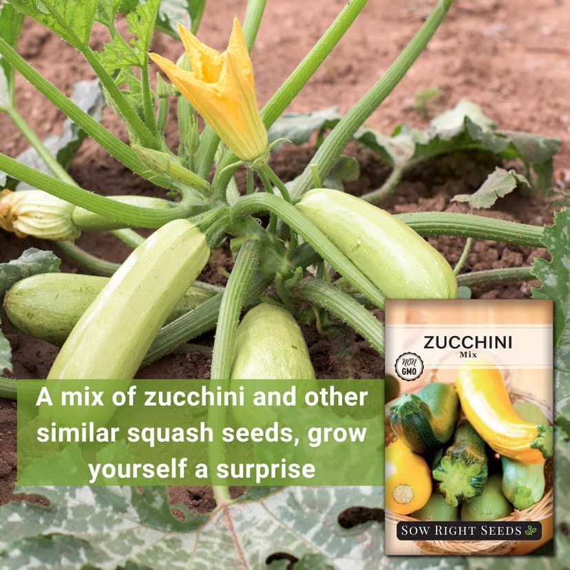 Sow Right Seeds - Zucchini Mix Seed for Planting - Non-GMO Heirloom Packet with Instructions to Plant and Grow an Outdoor Home Vegetable Garden - Vigorous and Productive Variety Pack (1)