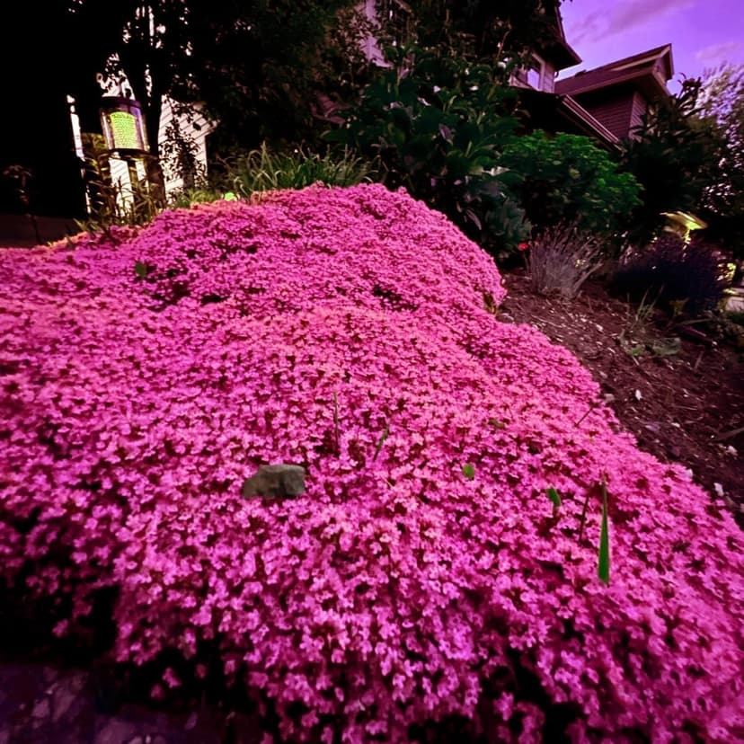 1000+ Magic Pink Creeping Thyme Seeds for Planting Ground Cover Plants Heirloom Flowers Perennial Thyme Non-GMO Thymus Serpyllum Seed