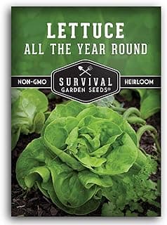 All The Year Round Lettuce Seed for Planting - 1 Packet with Instructions to Plant & Grow Adaptable Salad Greens in Your Home Vegetable Garden - Non-GMO Heirloom Variety - Survival Garden Seeds