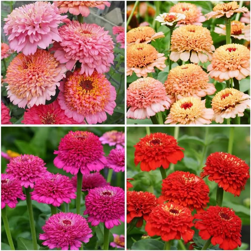 50+Annual Zinderella Zinnia Seed for Planting Outdoor- Rare Flower Plant Seeds for Garden Beds Border Home Heat Tolerant