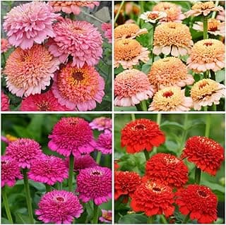 50+Annual Zinderella Zinnia Seed for Planting Outdoor- Rare Flower Plant Seeds for Garden Beds Border Home Heat Tolerant