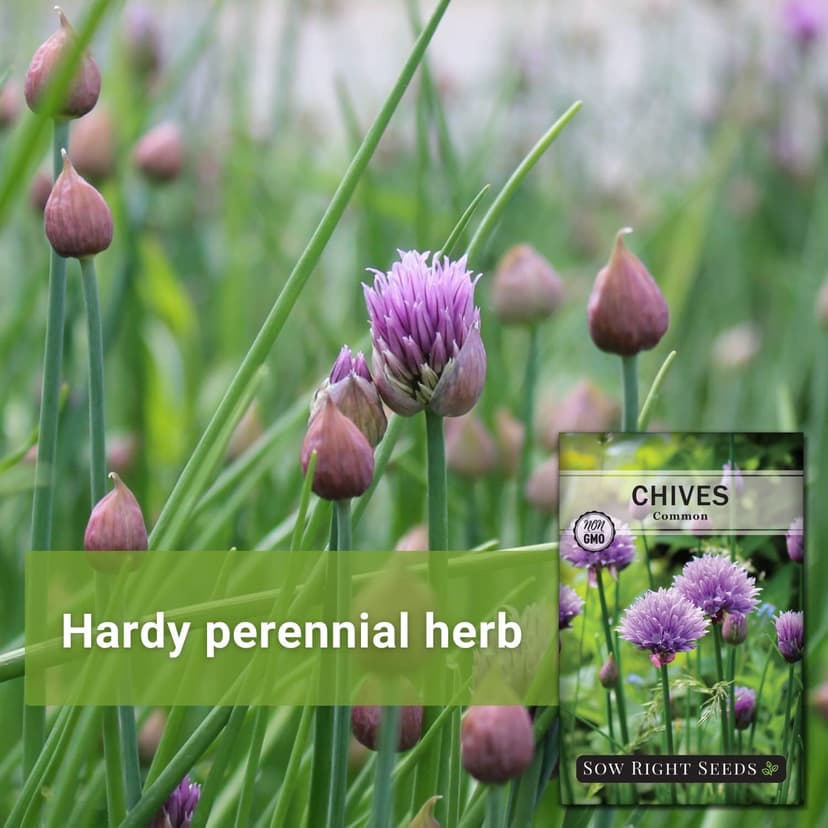 Sow Right Seeds - Common Chives Seed for Planting - Non-GMO Heirloom Packet with Instructions to Plant and Grow Kitchen Herb Garden Indoor or Outdoor - Mild Onion Flavor (1)