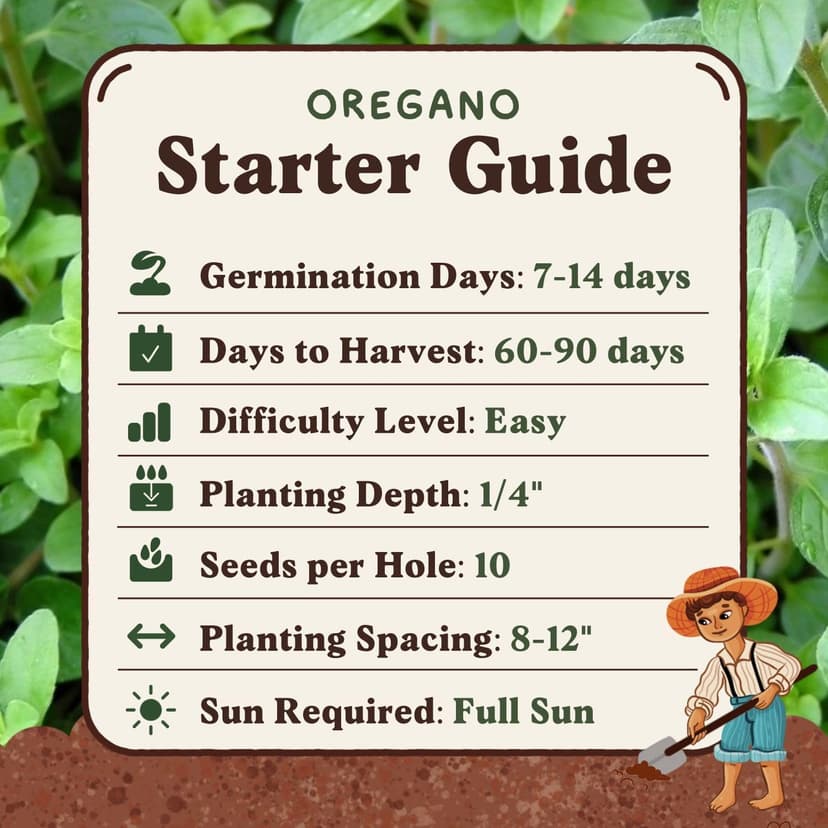 Organic Oregano Seeds for Planting Indoor and Outdoor, Non-GMO and USDA Certified Herb Seed Packet for Hydroponic Garden Indoor or Planting Outdoors (Italian Oregano)