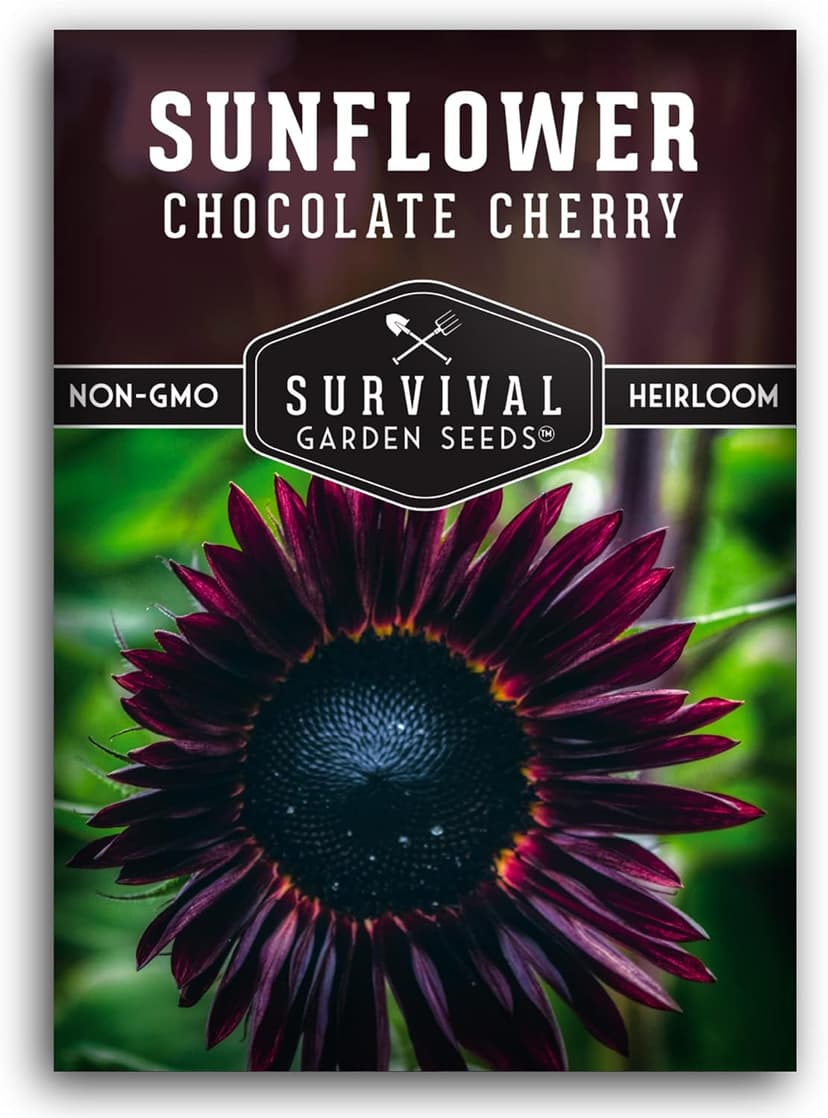 Survival Garden Seeds Chocolate Cherry Sunflower Seed for Planting - Packet with Instructions to Plant & Grow Beautiful Flowers in Your Home Vegetable & Flower Garden - Non-GMO Heirloom Variety (1)