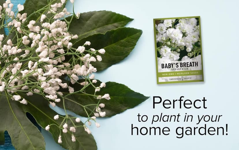 Gardeners Basics, Baby's Breath Seeds for Planting Gpsophila - Beautiful Annual Cut Flower for Flower Arrangements and Beautiful in Flower Beds in Summer Gardens Too
