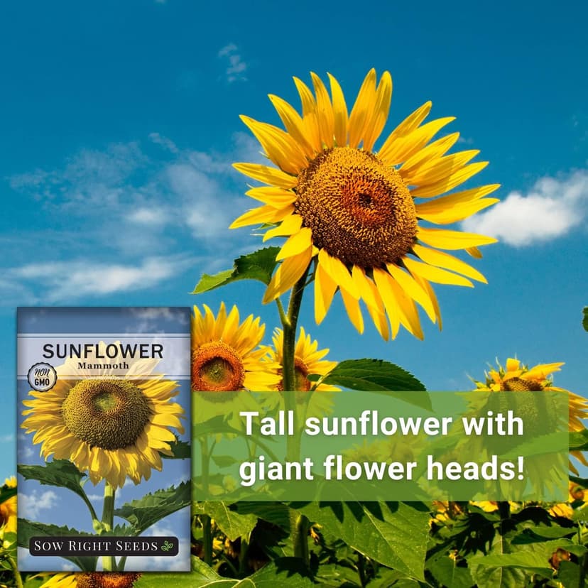 Sow Right Seeds - Mammoth Sunflower Seeds to Plant - Grow Giant Sunflowers in Your Garden - Non-GMO Heirloom Seeds for Planting an Outdoor Garden - Bright Yellow Blooms - Attract Bees and Birds (1)