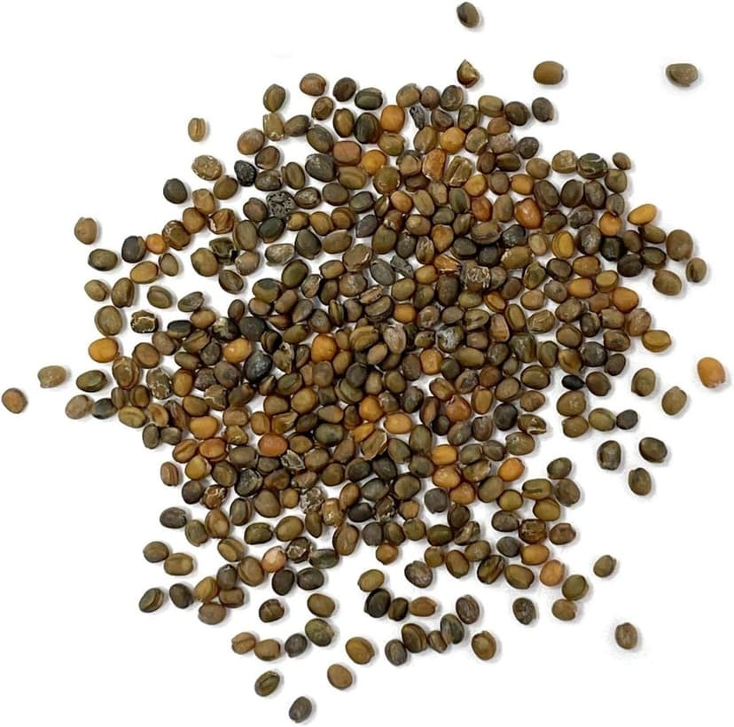 Purely Organic Arugula Seeds (Slow Bolt) - Approx 400 Seeds - USDA Organic, Non-GMO, Open Pollinated, Heirloom, USA Origin