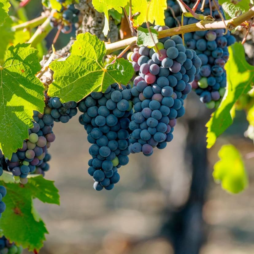 50+ Grape Seeds Vine Fruit Seed Fruit Plant Home Garden Non-GMO Seeds Home Garden