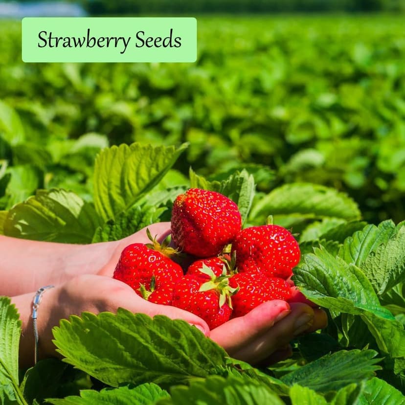 1200+ Mix Fruit Seeds, Berry Seeds - 6 Variety Non-GMO Heirloom Organic, Include Strawberry Seeds, Raspberry Seeds, Mulberry Seeds, Cranberry Seeds, Cherry Seeds, Blueberry Seeds