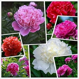 110 Peony Seeds for Planting, Non-GMO Peonies in Pink, Red, and White – Peonias Semillas, Semillas de Peonia para Sembrar for Outdoor Gardens