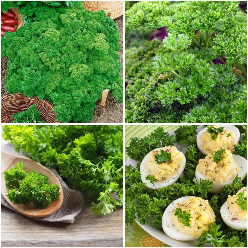 500+ Seed Sweet Parsley Triple Curled Heirloom Seed for Planting-Plant & Grow Sweet Parsley Triple Curled Vegetable in Your Home Non-GMO Garden Outdoor
