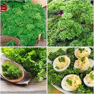 500+ Seed Sweet Parsley Triple Curled Heirloom Seed for Planting-Plant & Grow Sweet Parsley Triple Curled Vegetable in Your Home Non-GMO Garden Outdoor