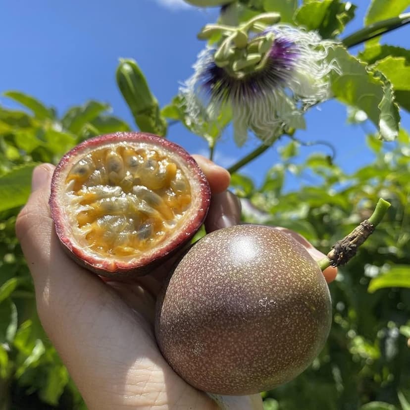 Passion Fruit Seeds for Planting - 20 Seeds Passion Seeds Passiflora Giant Granadilla Grow Your Own Plant Gardening Gift