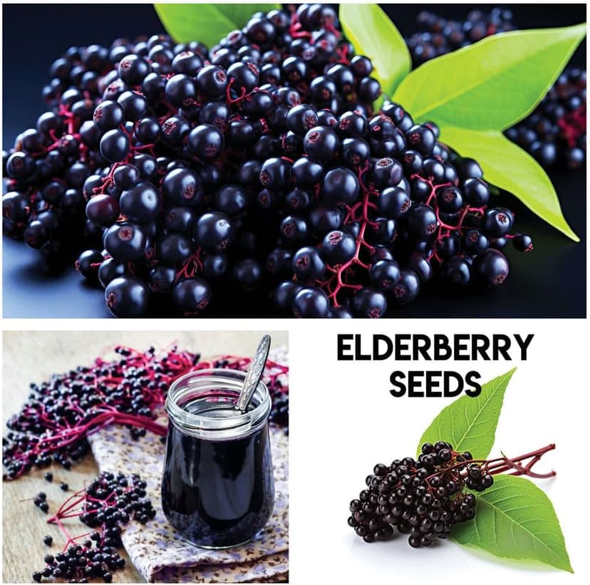 Fruit Garden Seeds Kit for Growing - Elderberry, Blueberry, Red Strawberry, White Strawberry, Raspberry, Mulberry. 100 Seeds of Each Fruit - Packaged Individually