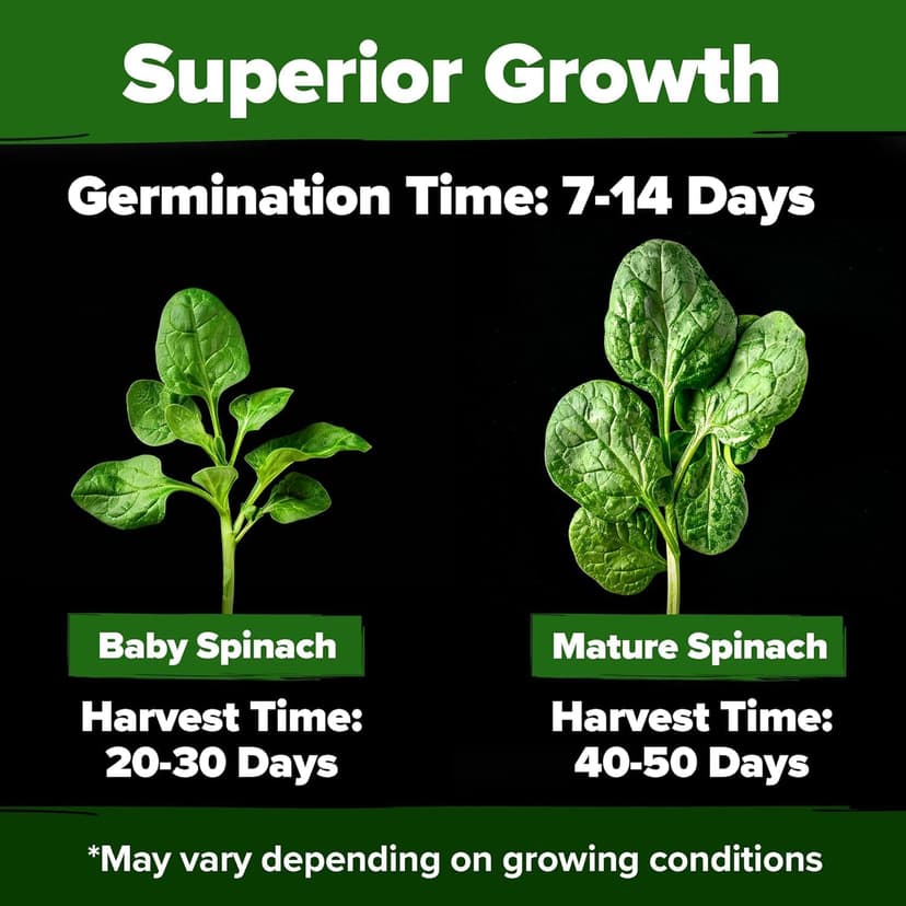 HOME GROWN Bloomsdale Spinach Seeds - 2 Bulk Packs (Spinacia oleracea) – 704 High Germination 𝗡𝗢𝗡-𝗚𝗠𝗢 𝗨𝗦𝗔 Heirloom Spinach Seeds for Planting – Leafy Green Lettuce – for Home Gardens