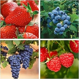 1000+ Mixed Fruit Seeds for Planting - Strawberry Raspberry Blueberry & Grape Seeds Fresh Fruit - Individually Packaged