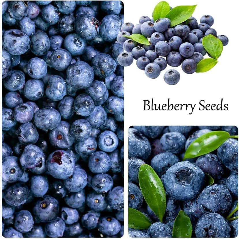 1200+ Mix Fruit Seeds, Berry Seeds - 6 Variety Non-GMO Heirloom Organic, Include Strawberry Seeds, Raspberry Seeds, Mulberry Seeds, Cranberry Seeds, Cherry Seeds, Blueberry Seeds