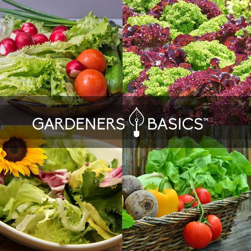 Gardeners Basics, Salad Greens Lettuce Seeds Heirloom Vegetable Seed 23,000 Seeds for Planting Indoors and Outdoor 10 Packs - Buttercrunch, Romaine, Iceberg, (and More) Leaf and Head Variety Pack