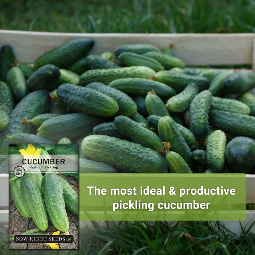 Sow Right Seeds - National Pickling Cucumber Seeds for Planting - Non-GMO Heirloom Packet with Instructions to Plant and Grow a Home Vegetable Garden - Famous Variety for Homemade Pickles (1)