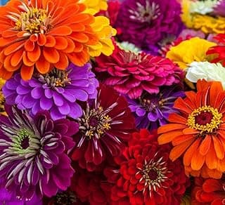 Zinnia Seeds for Planting – Non-GMO Heirloom Zinnia Flower Seeds – Full Instruction Packets to Plant in Your Home Outdoor Garden – Gardening Gift – 50 California Giant Zinnia Seeds (1 Packet)