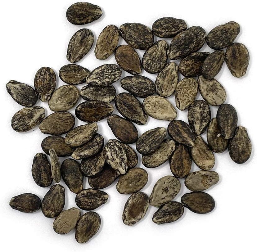 Organic Watermelon Seeds (Crimson Sweet) - Approx 12 Seeds - USDA Organic, Non-GMO, Open Pollinated, Heirloom, USA Origin