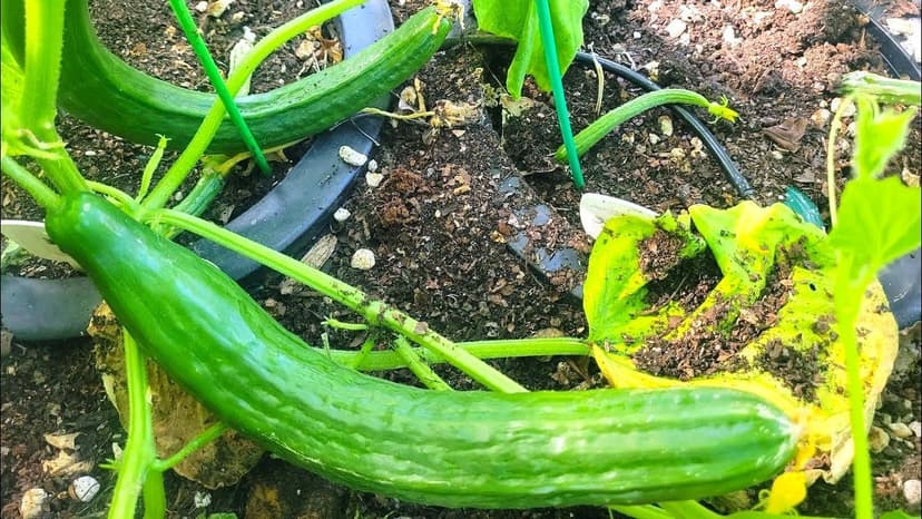 English Telegraph Burpless Cucumber (English Cucumber) Seeds - 30+ Count - for 2025 Planting Hothouse Cucumbers Crisp European Near-Seedless Long Heirloom Vegetable Grow Your Own Home