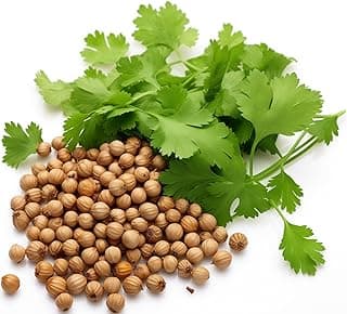 500+ Cilantro Seeds for Planting - Heirloom Non-GMO USA Grown Herb Seeds in Premium Protective Packaging - AKA Coriander, Chinese Parsley, Coriandrum Sativum - by RDR Seeds