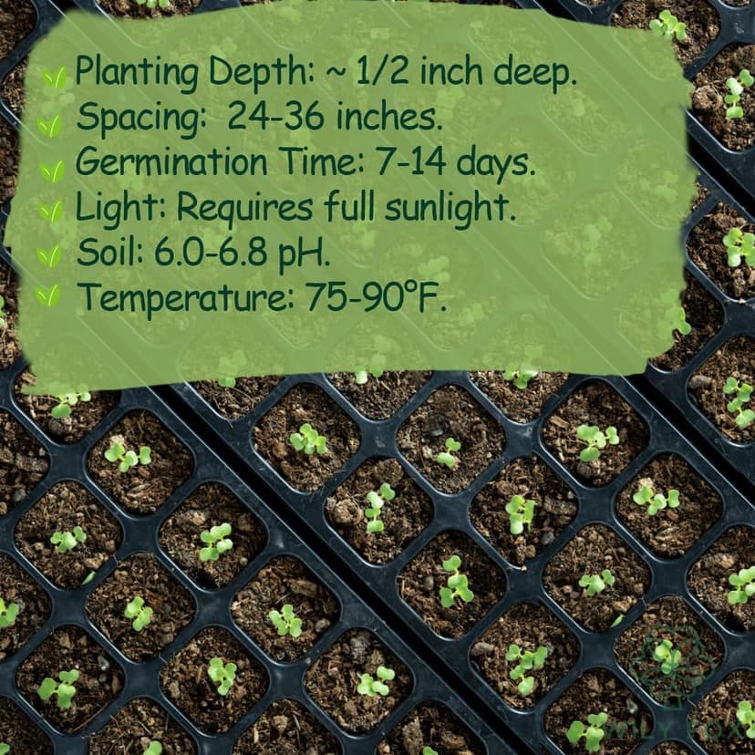 Premium Rare Yard Long Bean Seeds for Planting - 50 Non-GMO Seeds, Easy to Grow, High Yield, Delicious Productive Long Bean Variety for Home Garden and Backyard