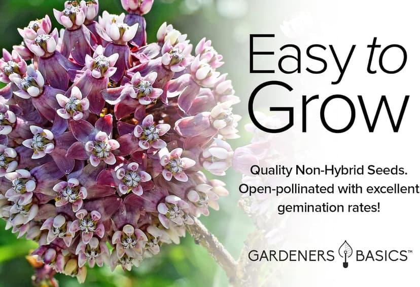 Gardeners Basics, Milkweed Seeds for Monarch Butterflies (4 Variety Pack) Common, Showy, Butterfly and Rose Varieties Attracts Butterflies, Bees and Pollinators Heirloom Flower Seeds Wildflower Seed