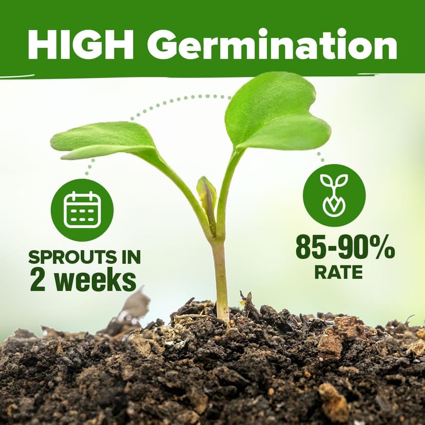HOME GROWN 8 Lettuce & Salad Greens Seed Vault - 4,000+ 𝗡𝗢𝗡-𝗚𝗠𝗢, 𝗨𝗦𝗔-𝗦𝗢𝗨𝗥𝗖𝗘𝗗 Vegetable Seeds for Outdoors or Indoors - Seeds for Planting Hydroponic Garden