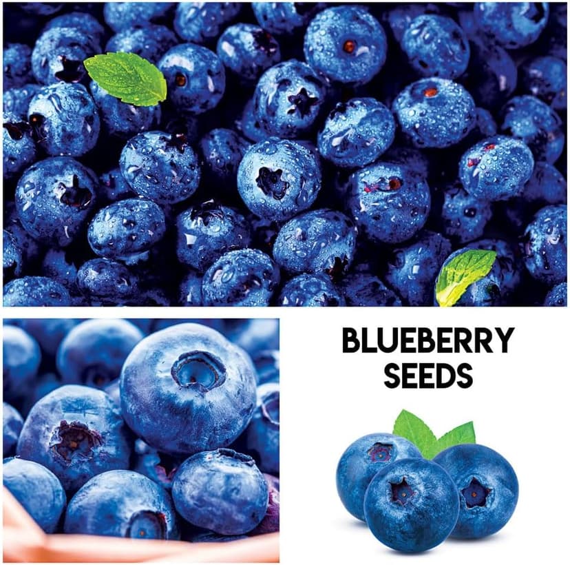 Fruit Garden Seeds Kit for Growing - Elderberry, Blueberry, Red Strawberry, White Strawberry, Raspberry, Mulberry. 100 Seeds of Each Fruit - Packaged Individually