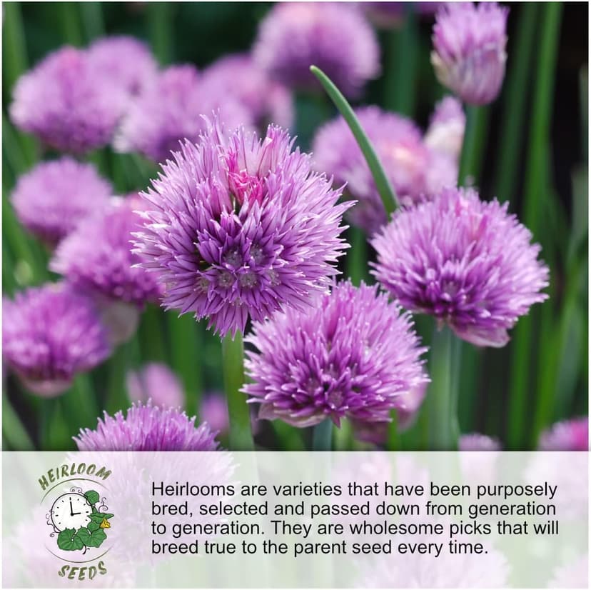 Seed Needs, Culinary Chives Seed Packet Collection (2 Individual Varieties of Chives Seeds for Planting) Non-GMO & Untreated - Includes Garlic Chives & Common Chives