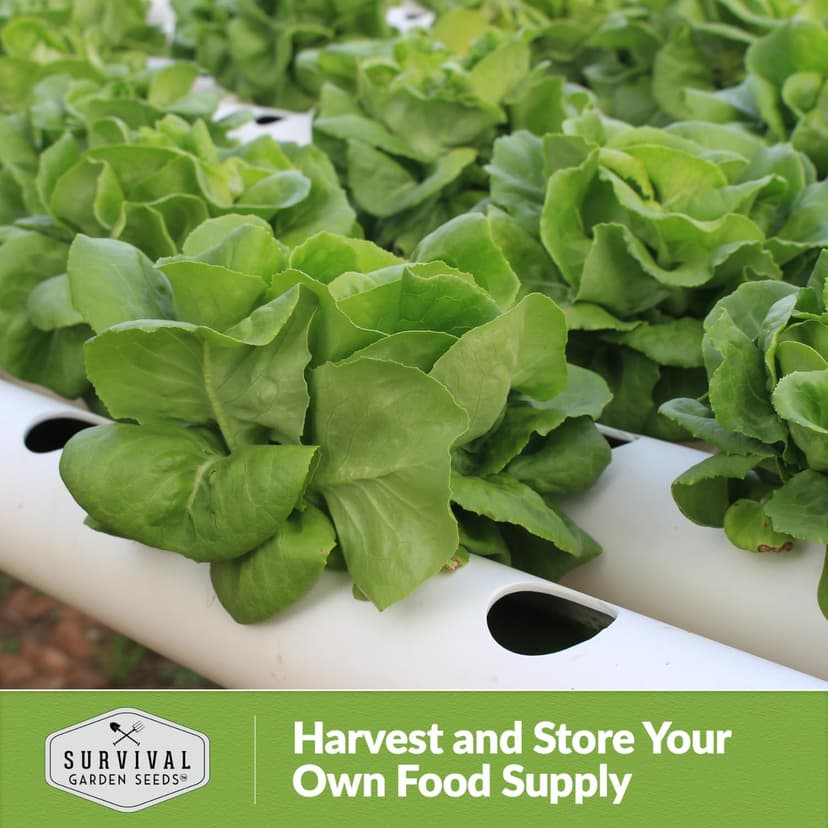 All The Year Round Lettuce Seed for Planting - 1 Packet with Instructions to Plant & Grow Adaptable Salad Greens in Your Home Vegetable Garden - Non-GMO Heirloom Variety - Survival Garden Seeds