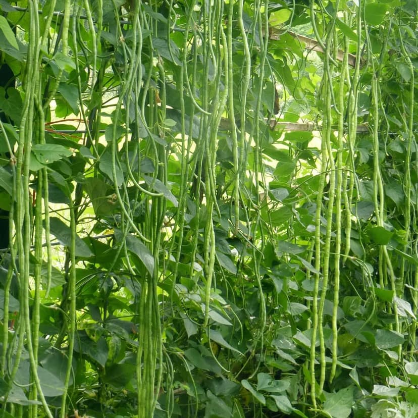 Premium Rare Yard Long Bean Seeds for Planting - 50 Non-GMO Seeds, Easy to Grow, High Yield, Delicious Productive Long Bean Variety for Home Garden and Backyard