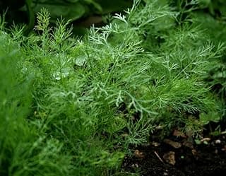 Ohio Heirloom Bouquet Dill Herb Seeds, 1,300+ Non-GMO Seeds for Easy Growth. Perfect for Pickling, Salads. Ideal for Outdoor, Indoor, and Hydroponic Planting in Home Vegetable Gardens
