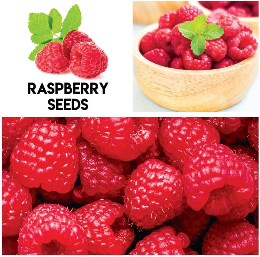 Fruit Garden Seeds Kit for Growing - Elderberry, Blueberry, Red Strawberry, White Strawberry, Raspberry, Mulberry. 100 Seeds of Each Fruit - Packaged Individually
