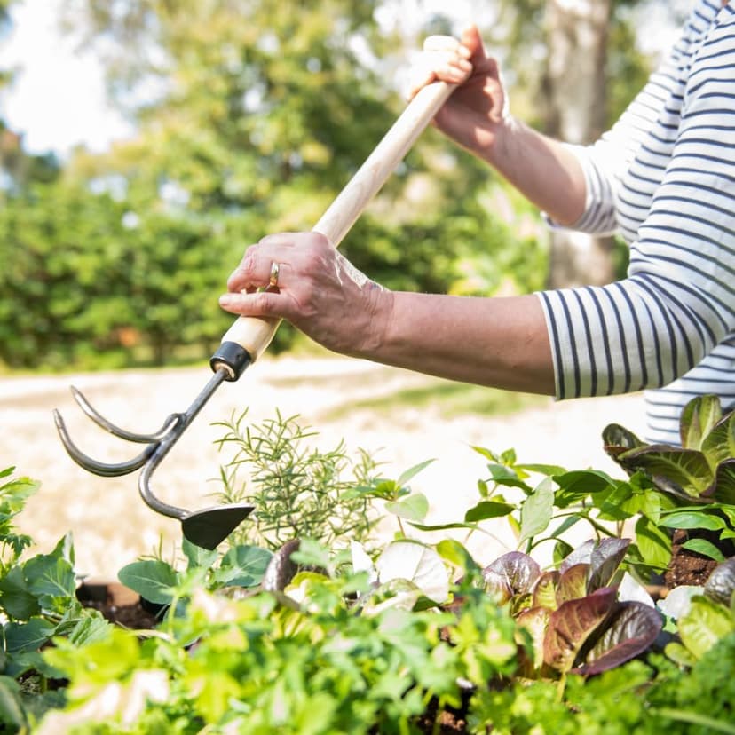 DeWit Gardener's Supply Company Lifetime Raised Bed Cultivator & Long-Handled Garden Hoe | High Carbon Boron Steel Gardening Tool - 18" Handle