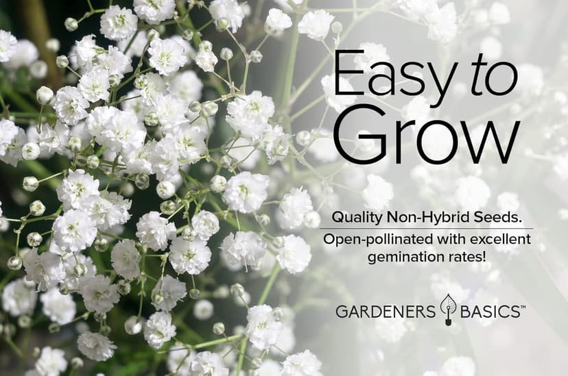 Gardeners Basics, Baby's Breath Seeds for Planting Gpsophila - Beautiful Annual Cut Flower for Flower Arrangements and Beautiful in Flower Beds in Summer Gardens Too