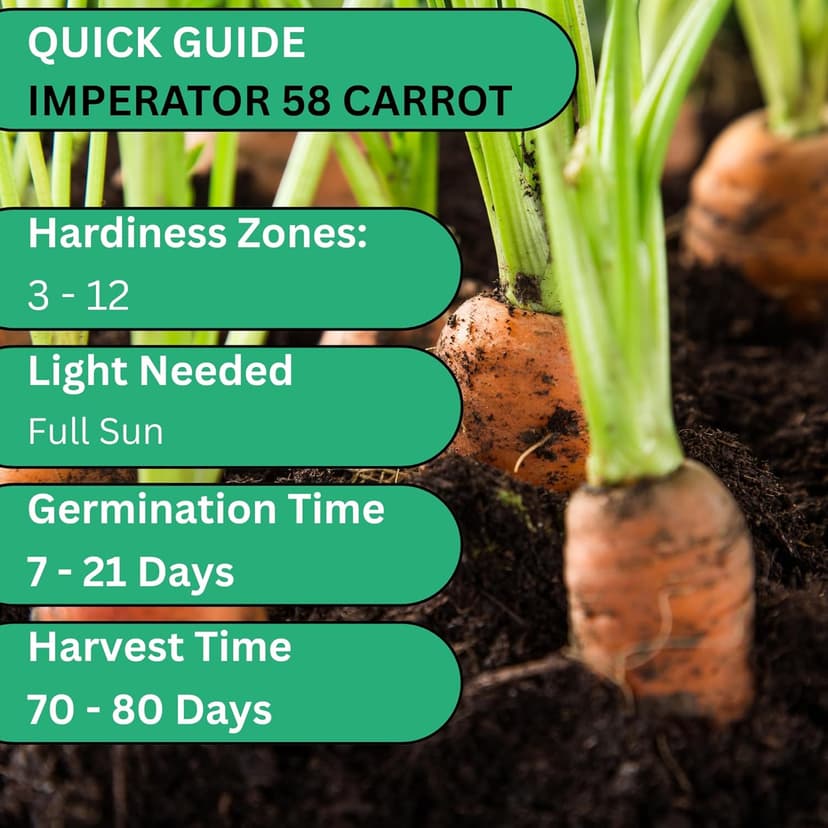 Imperator 58 Carrot Seeds for Planting - Over 1,000 Heirloom Carrot Seed Pack - Non-GMO Carrots Seeds for Planting Outdoors or Indoors - Beginner Friendly Vegetable Gardening