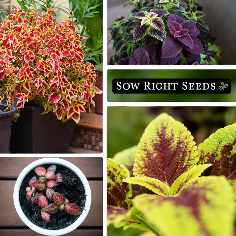 Sow Right Seeds - Coleus Rainbow Mix Seeds for Planting - Beautiful Flowers to Plant in a Home Garden - Indoors or Outdoors - Non-GMO Heirloom Seeds - Attractive & Colorful - Great Gardening Gift (1)