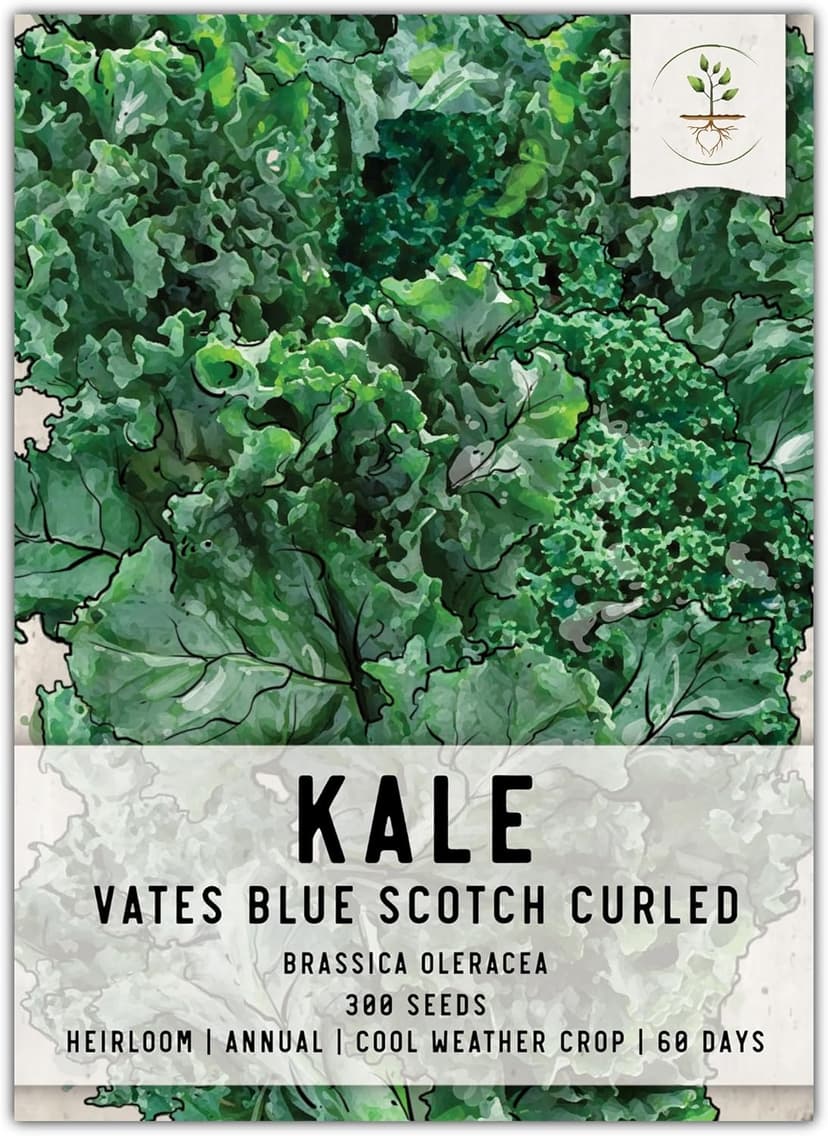 Seed Needs, Vates Blue Scotch Curled Kale Seeds - 300 Heirloom Seeds for Planting Brassica oleracea - Garden Fresh Vegetables, Non-GMO & Untreated (1 Pack)