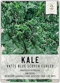 Seed Needs, Vates Blue Scotch Curled Kale Seeds - 300 Heirloom Seeds for Planting Brassica oleracea - Garden Fresh Vegetables, Non-GMO & Untreated (1 Pack)