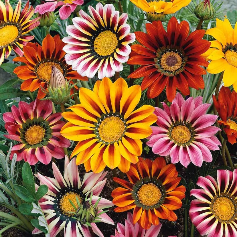 300 Gazania Seeds Mix Heat & Drought Tolerant Garden Flower & Ground Cover Plants
