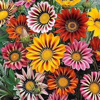 300 Gazania Seeds Mix Heat & Drought Tolerant Garden Flower & Ground Cover Plants