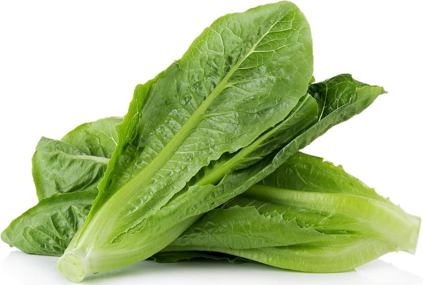 3000 Parris Island Cos Romaine Lettuce Seeds - 4+ Grams - Heirloom Non-GMO USA Grown Premium Vegetable Seeds for Planting - by RDR Seeds